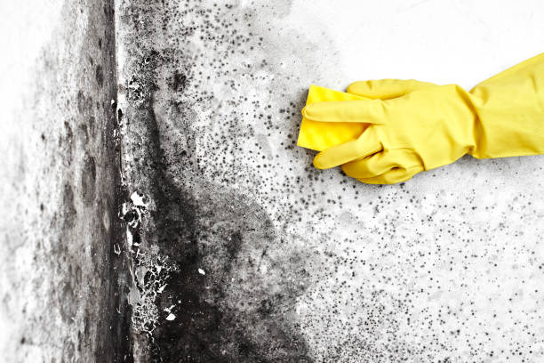 Best Residential Mold Remediation in Elm Springs, AR