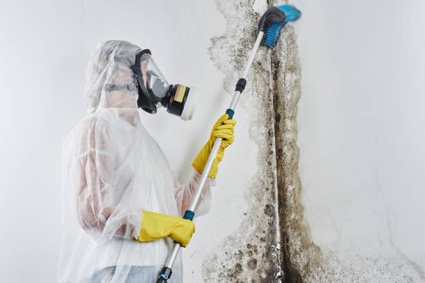 Best DIY Mold Remediation Support Services in Elm Springs, AR