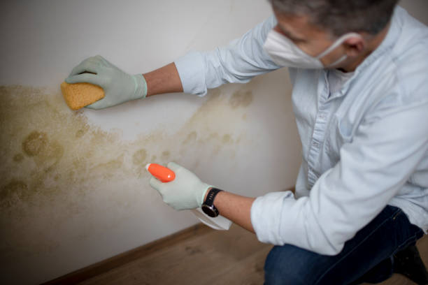 Best Residential Mold Remediation in Elm Springs, AR